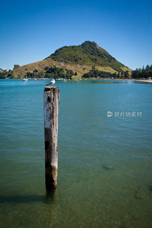 Mount Maunganui - Tauranga Harbour新西兰